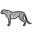 chettah2